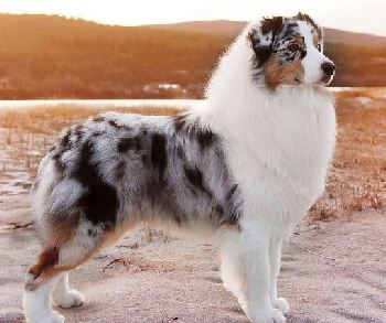 Australian Shepherd Dog