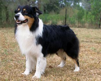 Australian Shepherd Dog