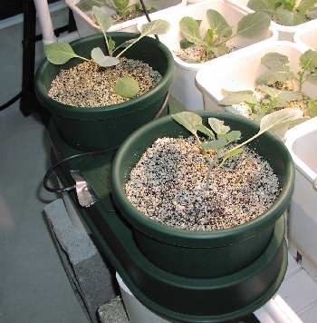 Broccoli planted in AutoPots