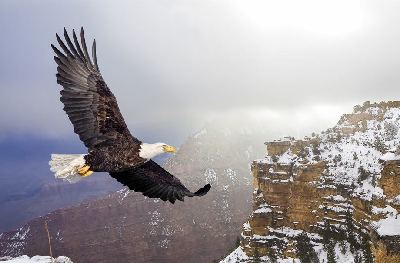 Beautiful Bald Eagle