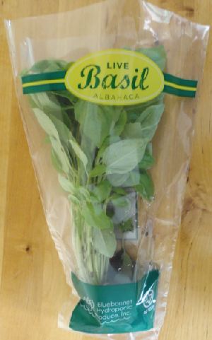 Potted basil from grocery store