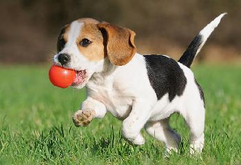 Most dogs love to play ball.