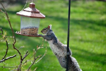 Squirrels can empty out a bird feeder in no time!