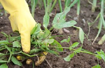 Weeding the garden is backbreaking work.