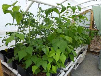 Greenhouse in bloom