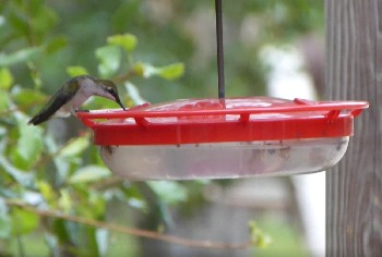 Our hummers love to take a quick rest and a snack from our HummZinger feeder.