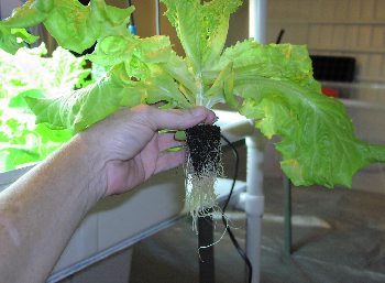 Lettuce grows very well in a Hydroponic lettuce raft.