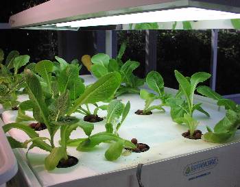 Lettuce grown on a hydroponic raft