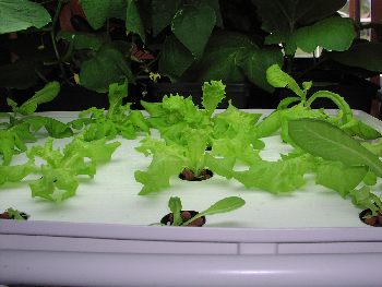 Hydroponic Lettuce Raft
