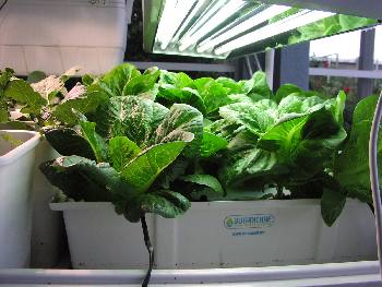 Hydroponic Lettuce Raft