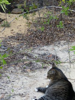 MamaCat guards tortoise