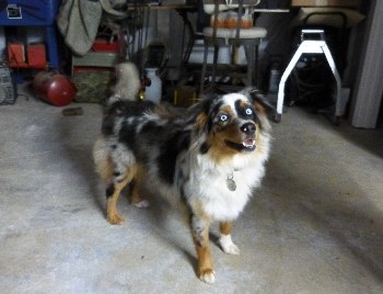 Mini, our beloved Australian shepherd