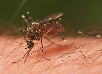 Mosquitoes carry diseases.