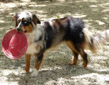 Our Aussie Mini with her Kong Flyer Toy