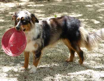 Toys to keep pets entertained and exercised.