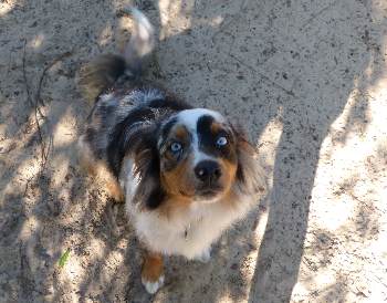 Australian Shepherd Dog