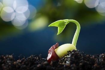 The miracle of seeds sprouting