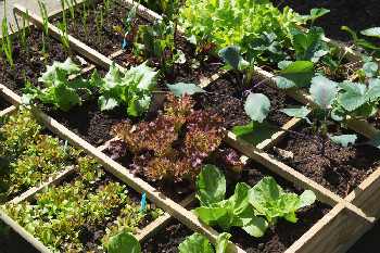 square foot garden