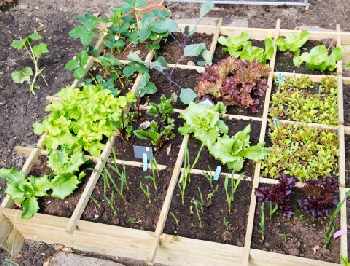 Square Foot Garden