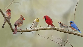 In Florida we enjoy many different birds at our bird feeders, year-round.